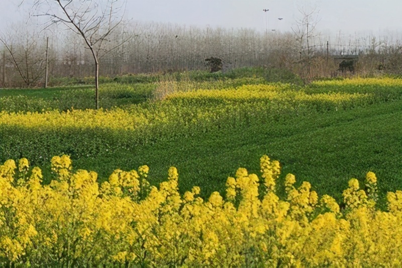 五月绿洲,六月的绿洲