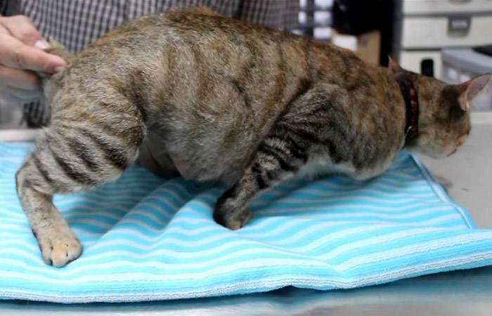 猫咪怀孕怎样预防流产,猫咪怀孕了怎么防止呕吐