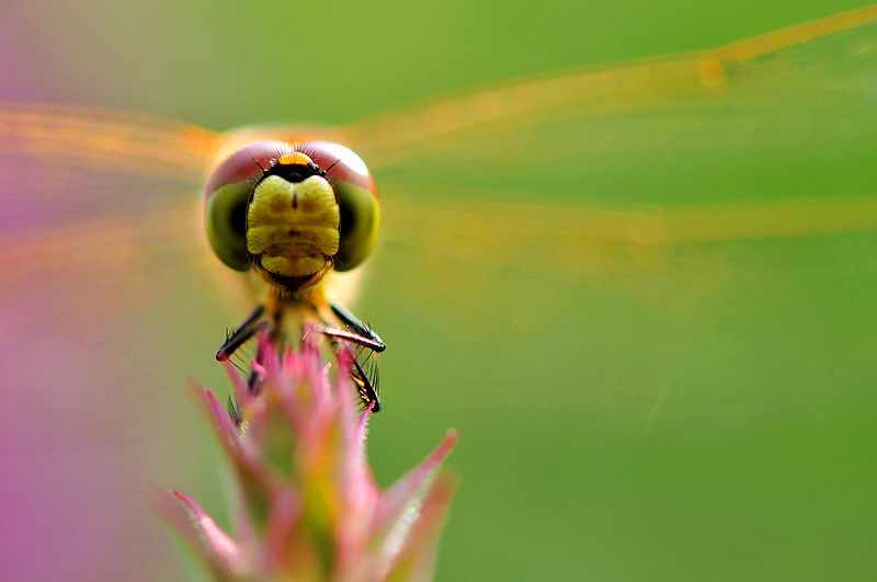 铚昏湏鎭嬭姳鍥剧墖澶у叏,铚昏湏鎭嬭姳鏂囨