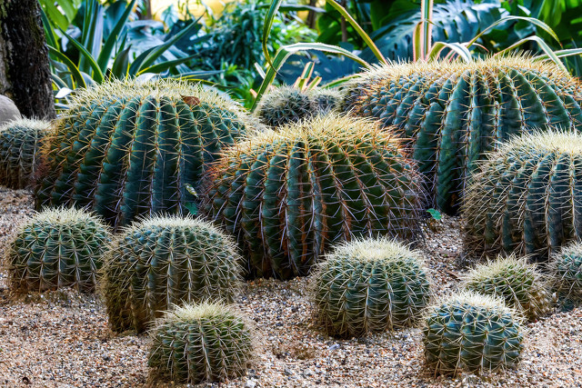 深圳南山区的花卉市场——荷兰花卉小镇