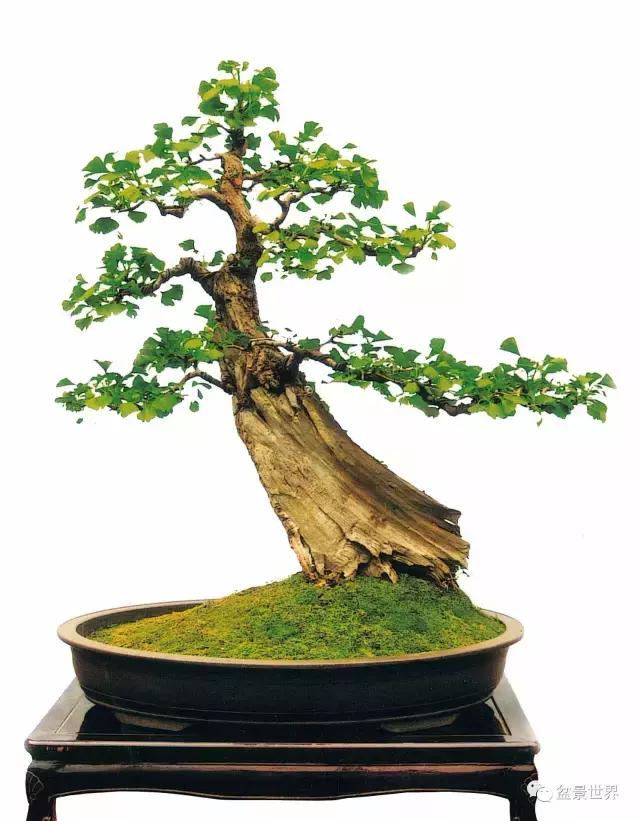 文人银杏树盆景造型参考图,银杏巨型老桩盆景
