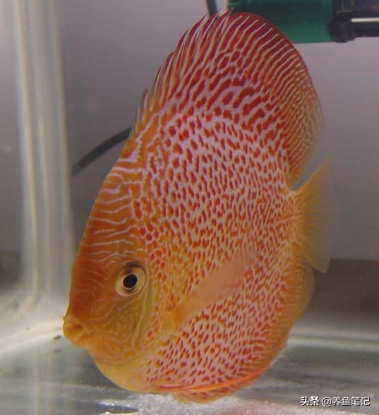 七彩神仙鱼发黑的治疗方法,七彩神仙鱼黑尾怎么治