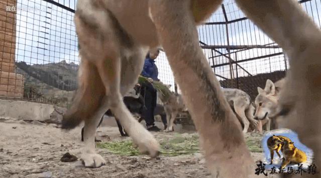 养狼disco：我在*疆新**，把狼养成了哈士奇