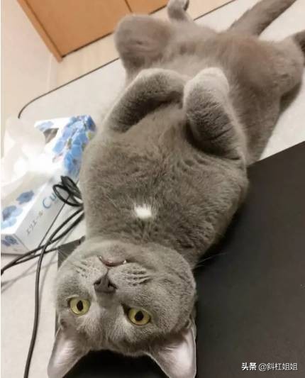 国外一只猫每天自己外出,国外一只猫经常露出奇怪表情