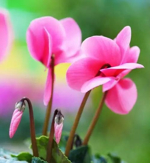 1到100朵红玫瑰花的寓意和花语,助人为乐善良可爱是哪种花的花语