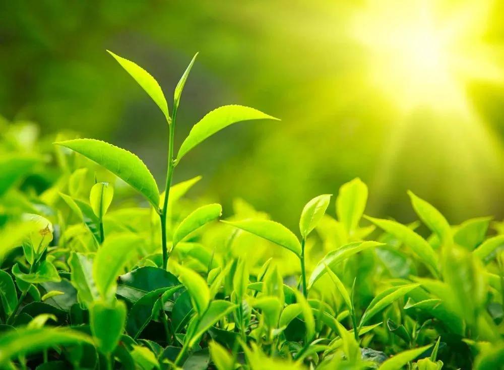 阴阳九针全息针法详解,灵枢针法视频教程