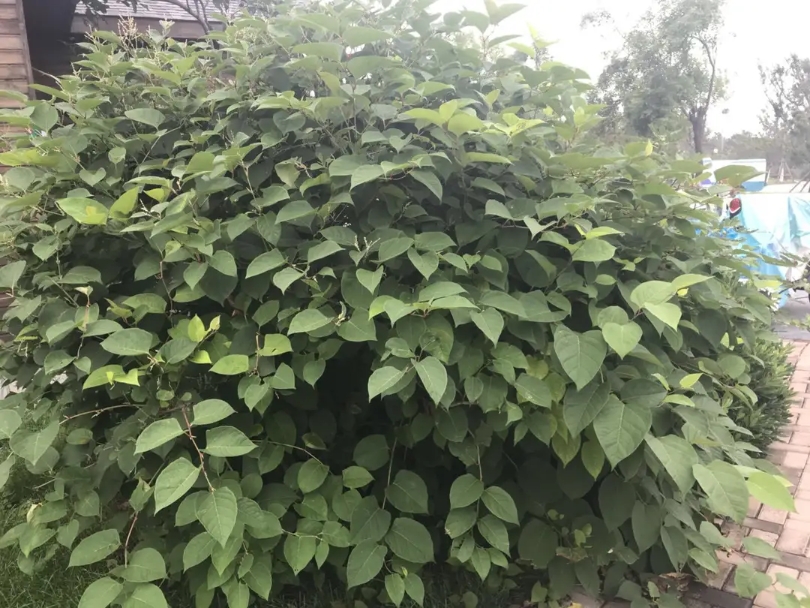 含12生肖的植物名,用十二生肖组成的植物名