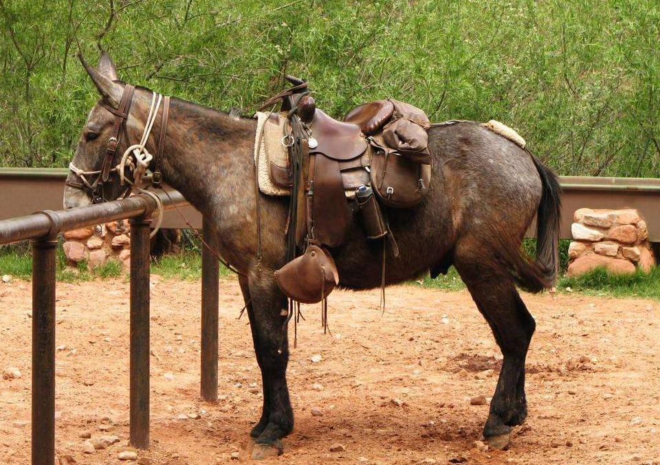 为什么骡子不能产生可育性后代,为什么骡子不能生育后代典故