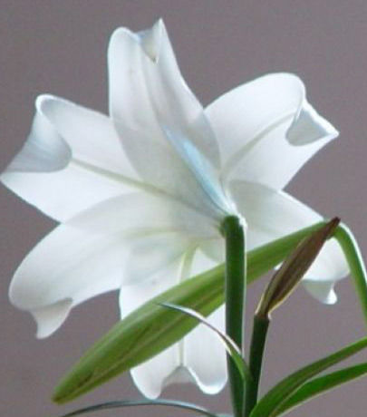 旺财旺宅小盆栽,最旺家的28种植物