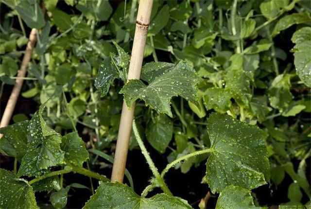 黄瓜嫁接成活率视频讲解,黄瓜嫁接后管理技术全过程