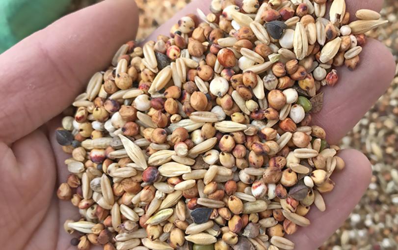 虎皮鹦鹉拉水发抖怎么办,虎皮鹦鹉拉黄水突然死了