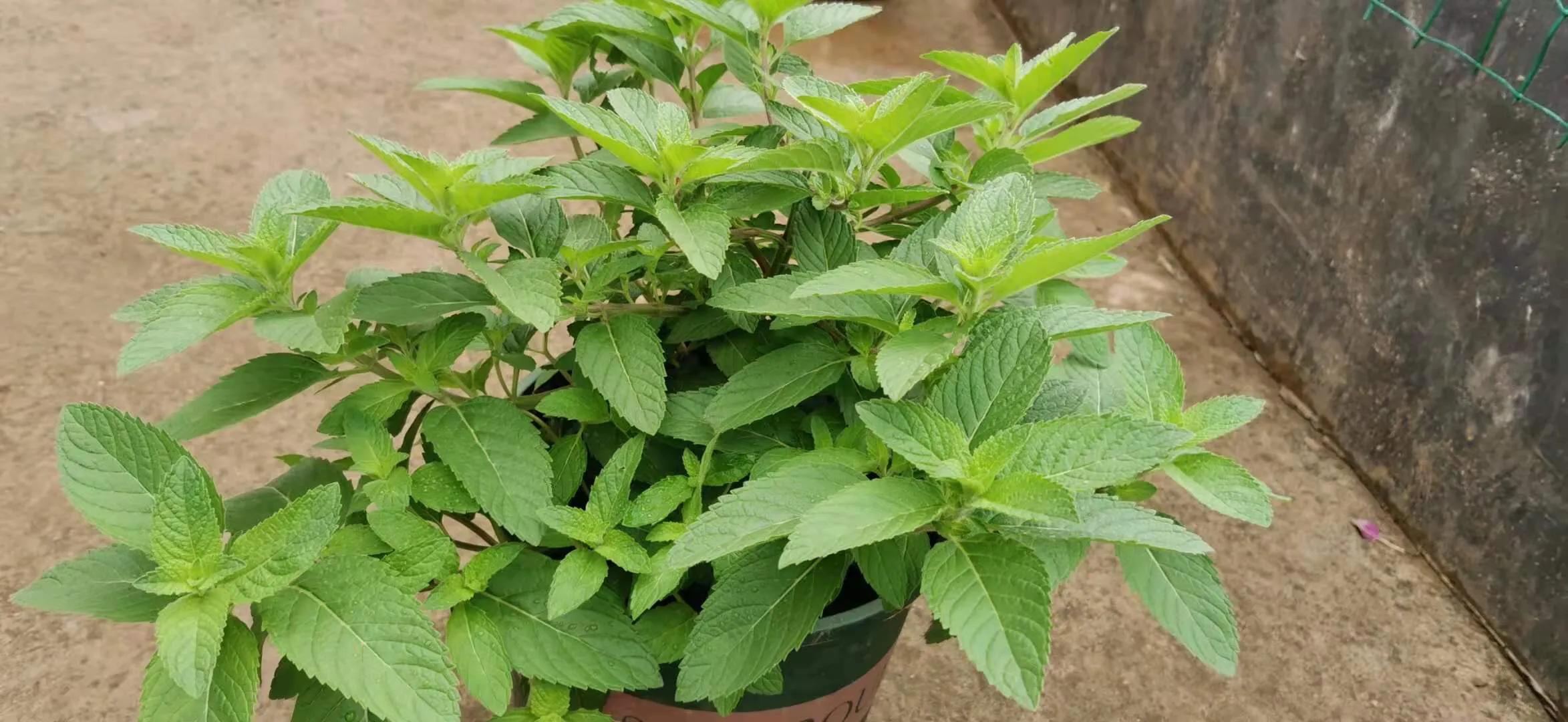 室内养薄荷绿植的好处,适合在家养的薄荷植物