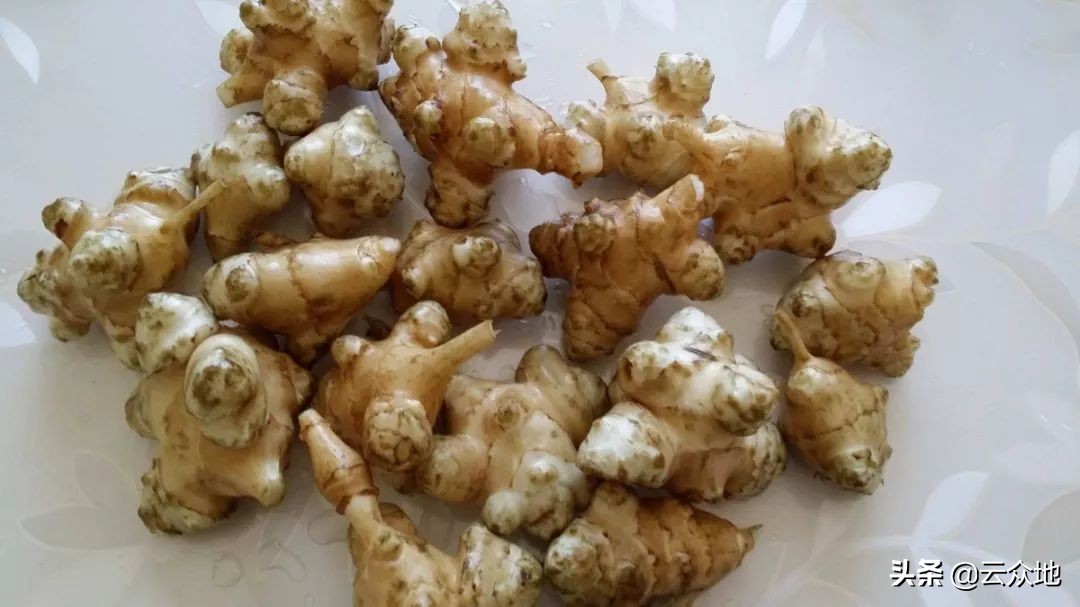 什么是洋姜种植方法冬季,洋姜的种植方式是什么