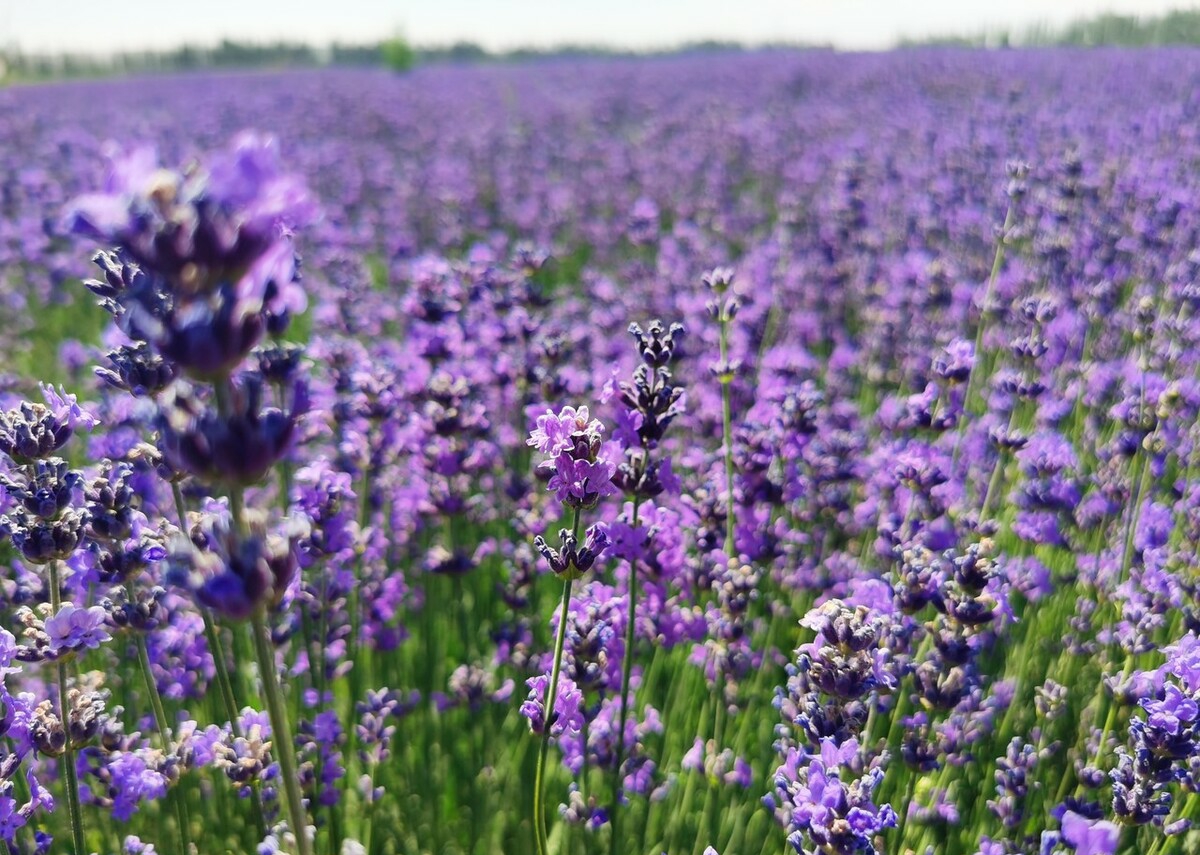 伊犁霍城薰衣草普罗旺斯,霍城薰衣草和北海道普罗旺斯