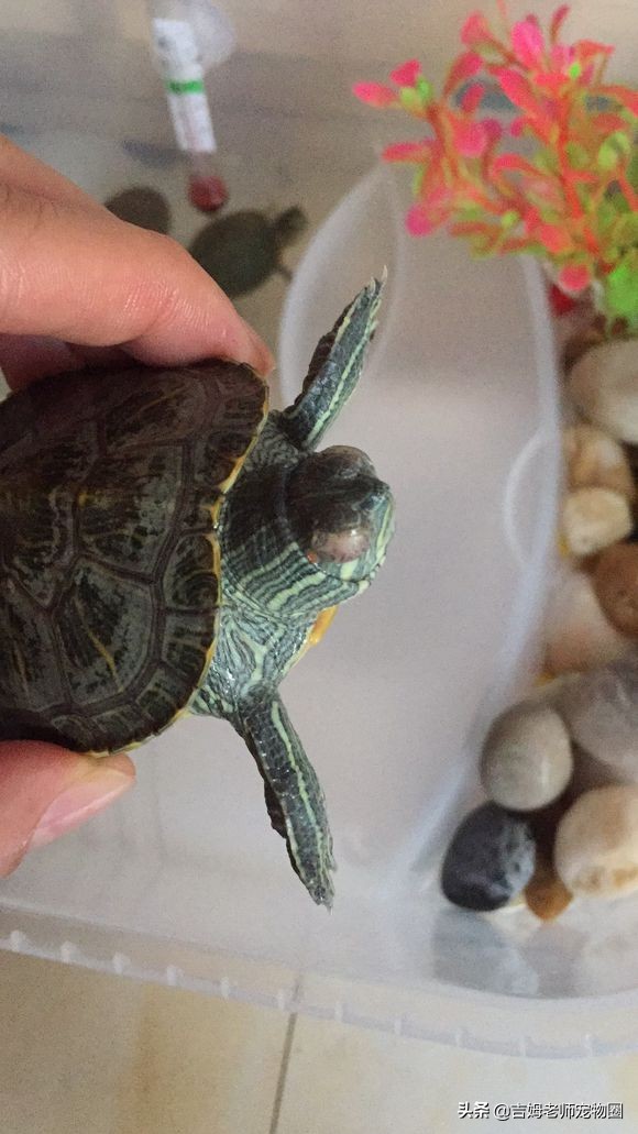 如何预防幼龟一般常见疾病,宠物龟常见疾病与治疗方法图片