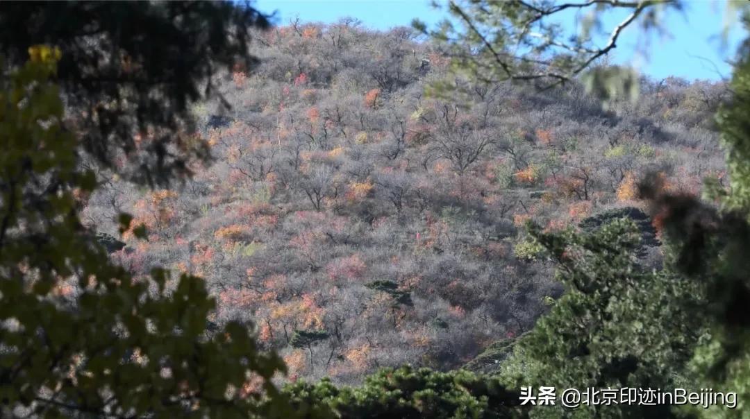 香山静宜园图片大全,香山静宜园二十八景