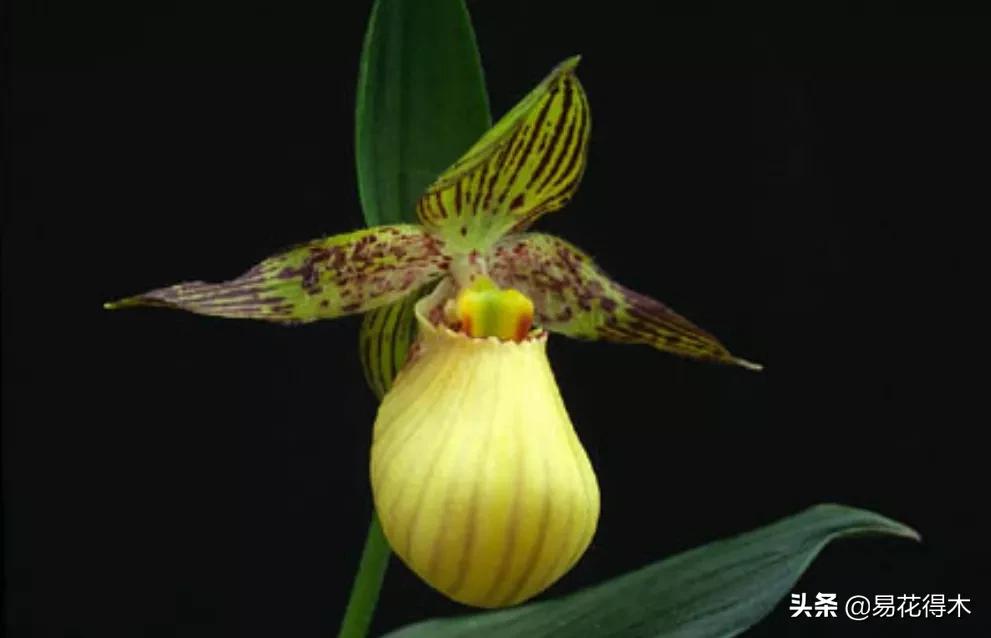 国家二级黄花杓兰,黄花杓兰与西藏杓兰