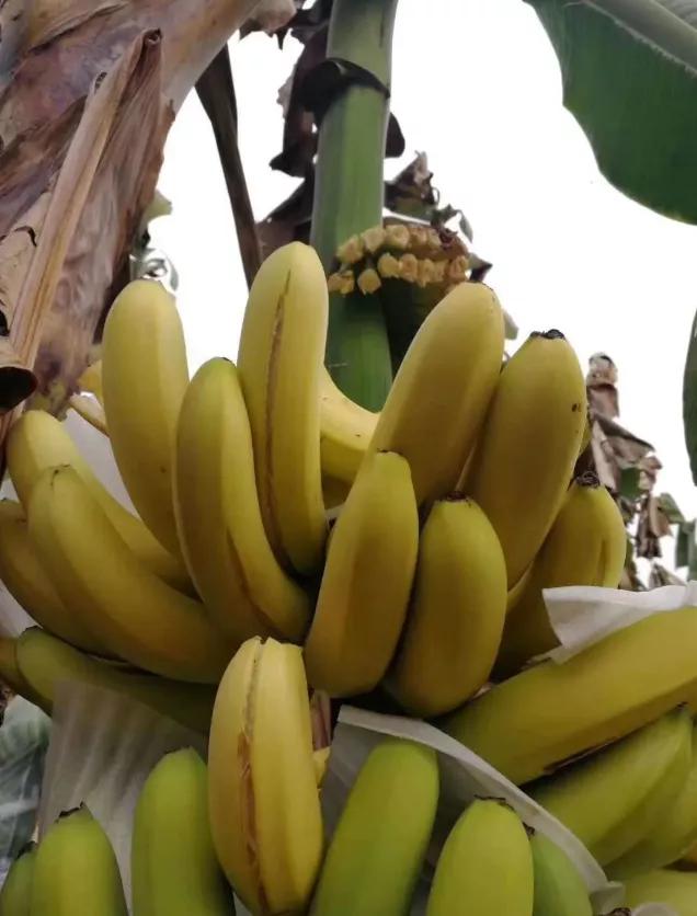 缅北香蕉最新消息,缅北香蕉农