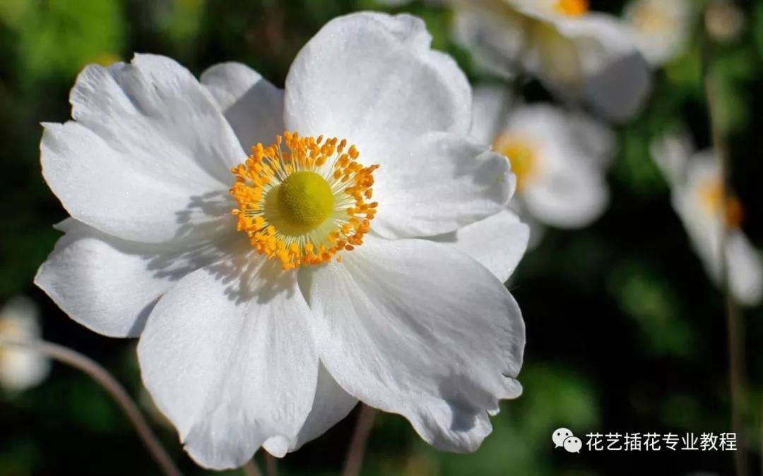 学花艺必备的花语,花艺师要知道的花与花语