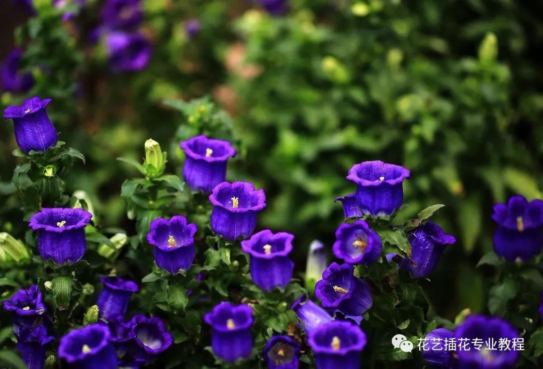 学花艺必备的花语,花艺师要知道的花与花语