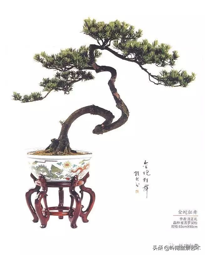 盆景结顶的形式,最好的盆景结顶方法