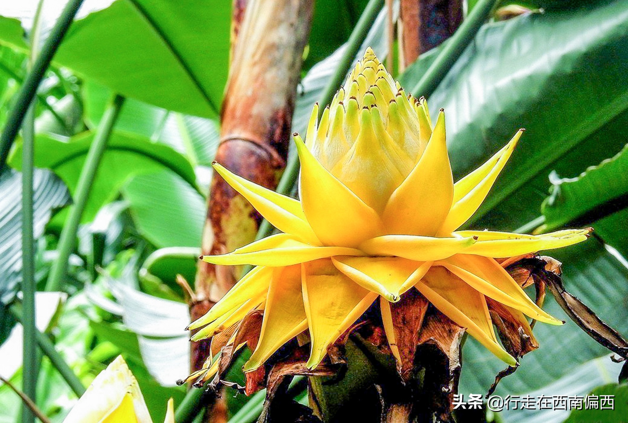 西双版纳五树六花185平米,西双版纳花的世界