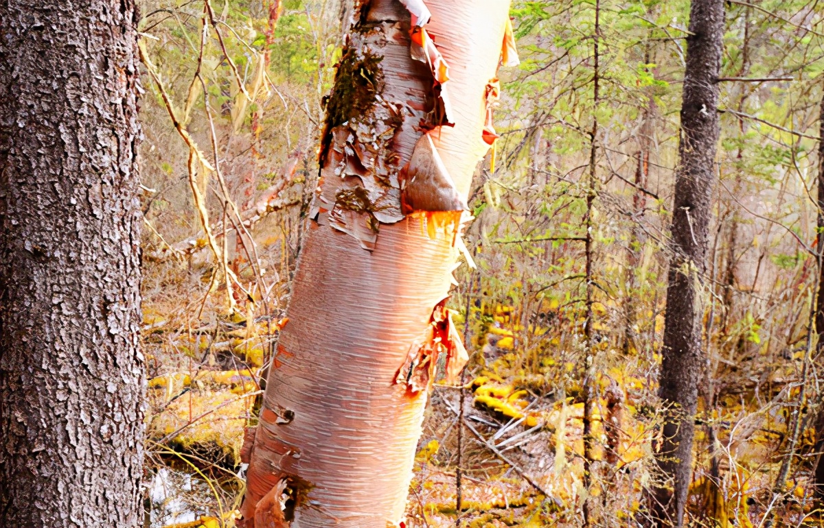 九寨沟最美的一处景点,九寨沟风景区好山好水好风光