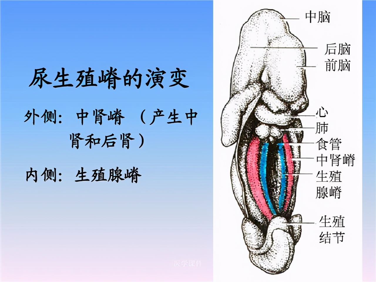 女子被查出有双子宫,24岁女子体检发现有两个子宫