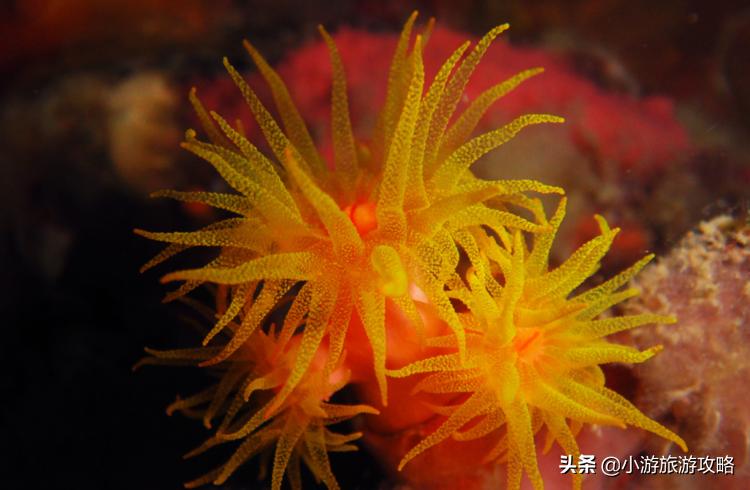 潜水小白必看,潜水圣地三天旅游攻略