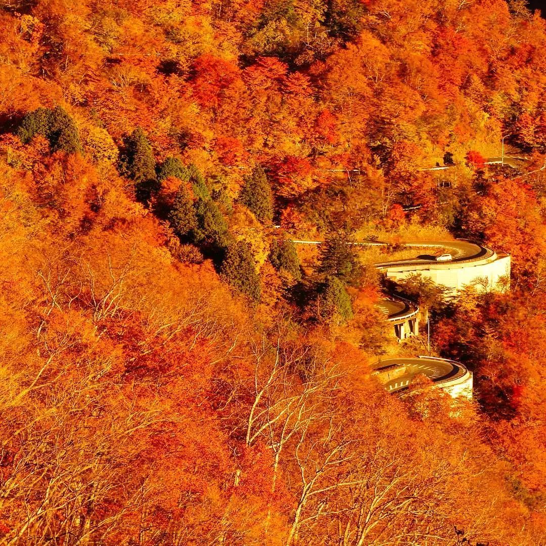 停车坐爱枫林晚风景,停车坐爱枫林晚季节