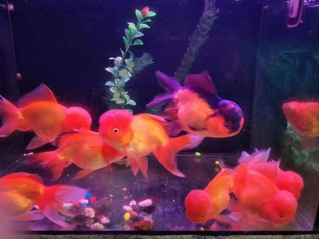 水族馆观赏鱼为什么卖得这么贵,市场上买的观赏鱼为什么不好养