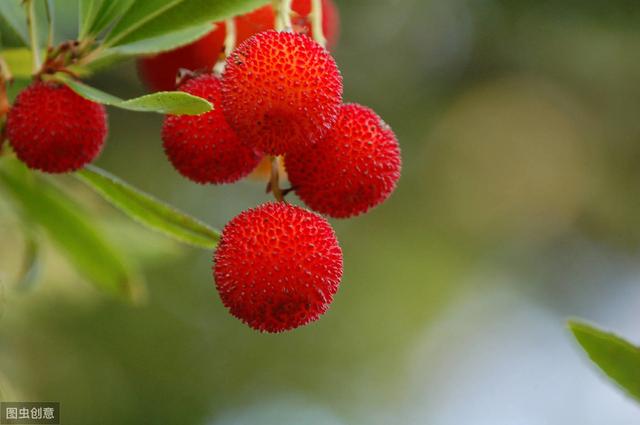 杨梅丰产栽培技术有哪些,杨梅种植方法及管理技术