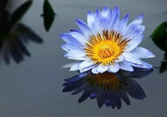 这才是世界上最贵的花卉,君子兰最便宜的花卉