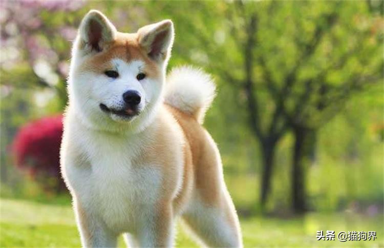 狗狗用了驱虫药偶尔还是挠痒,狗狗老是挠痒把毛都挠掉了