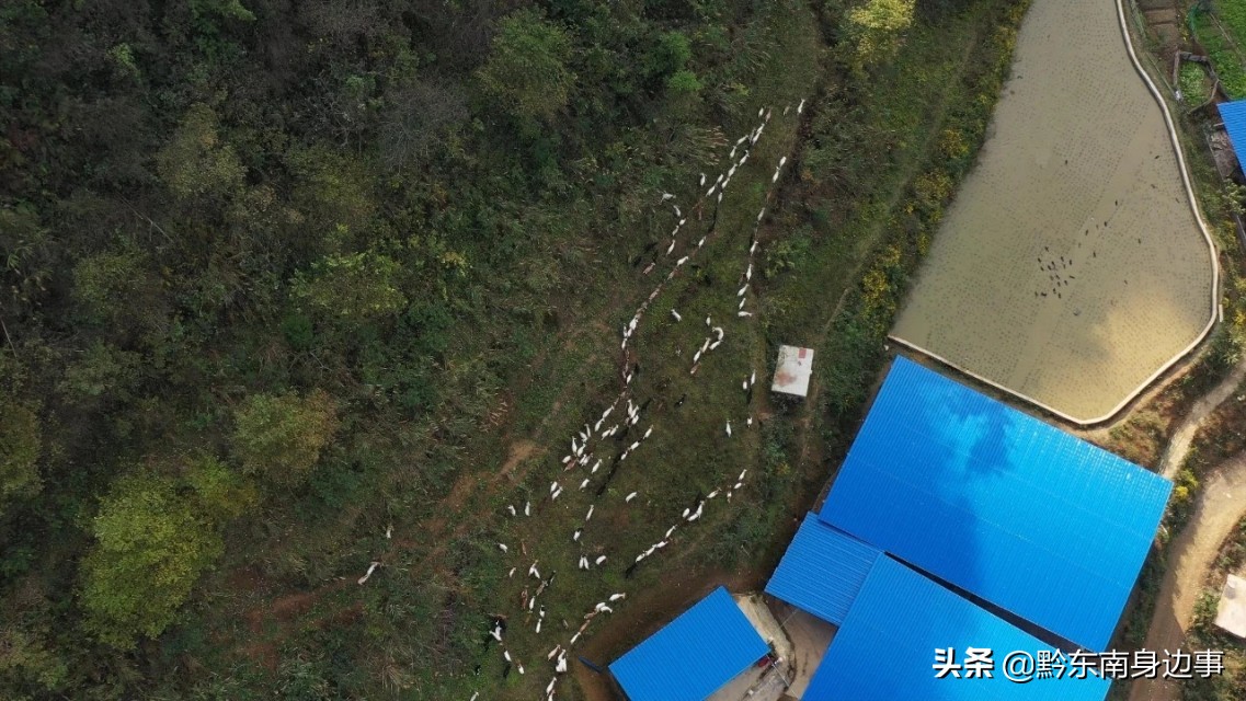 纸房这对“羊倌夫妻”身居绿水青山垒起金山银山