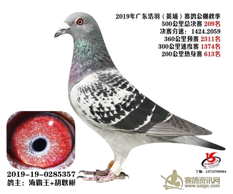 海霸王詹森纪录,冠霖公棚2017年获奖鸽欣赏