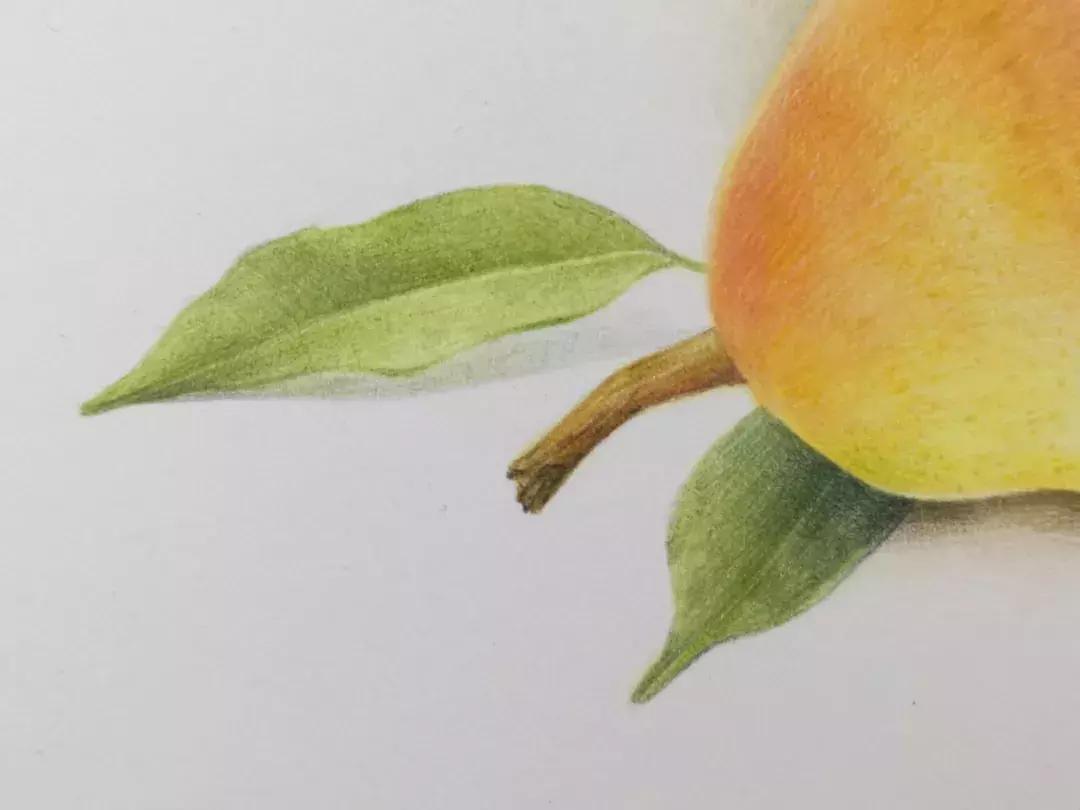 香梨彩铅画,彩铅肉肉的画法