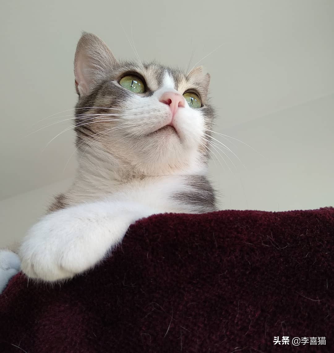 如何让猫咪与猫咪之间好好相处,陪猫咪玩注意事项