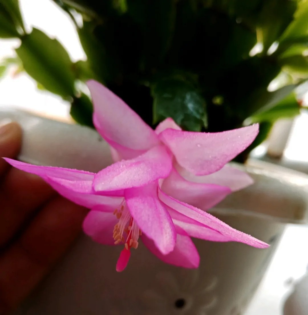 15种蟹爪兰品种介绍,蟹爪兰哪些品种好看