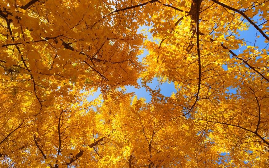 关于银杏叶秋天意境的诗句,十二首有关银杏的诗词