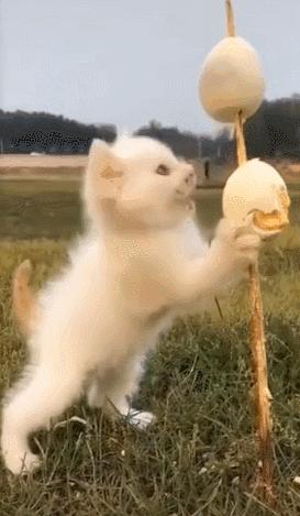 猫咪界干饭王,喵界干饭王