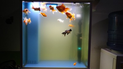 快速解决鱼缸绿水的方法,鱼缸绿水快速解决方法