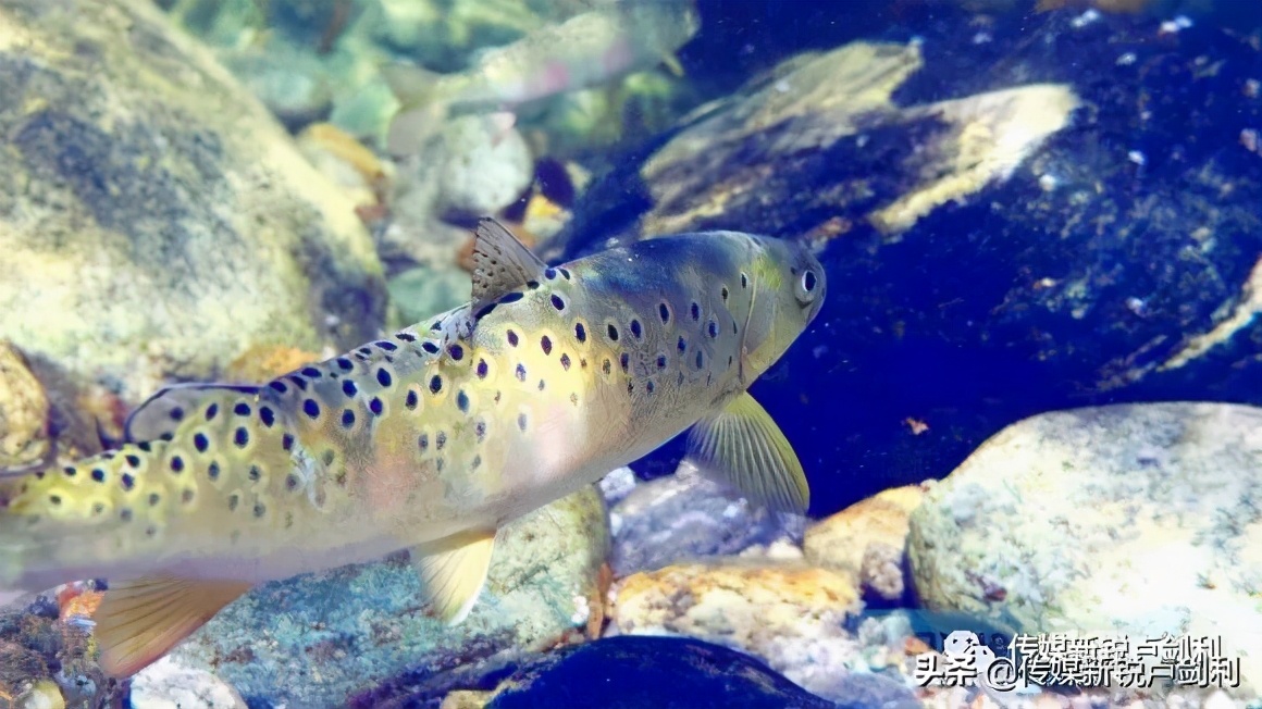 秦岭细鳞鲑科普,秦岭细鳞鲑百科介绍