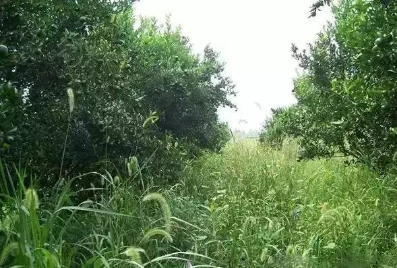 沙糖桔果地除草,沙糖桔园打除草剂