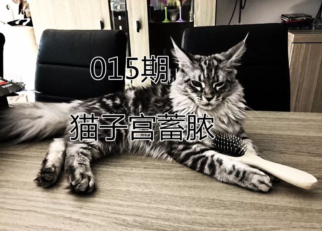 猫咪子宫蓄脓绝育前怎么预防,猫咪长期未受孕会怎样