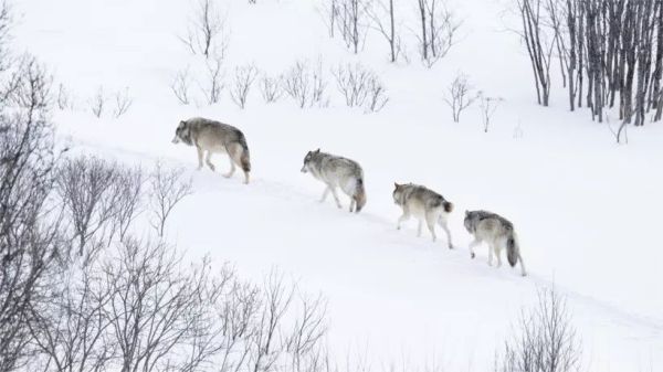 成年狗狗搬新家乱撒尿怎么处理,狗狗拆家最快解决方法