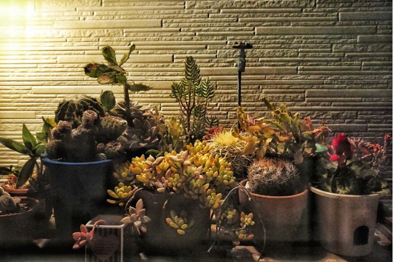 王思聪和李易峰关系有多好,王思聪和李易峰的区别