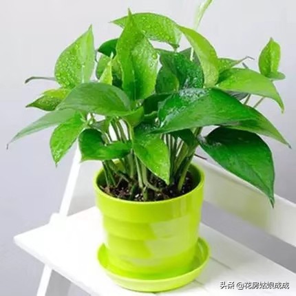 绿萝叶子稀疏只长藤,如何让绿萝叶子保持油亮翠绿