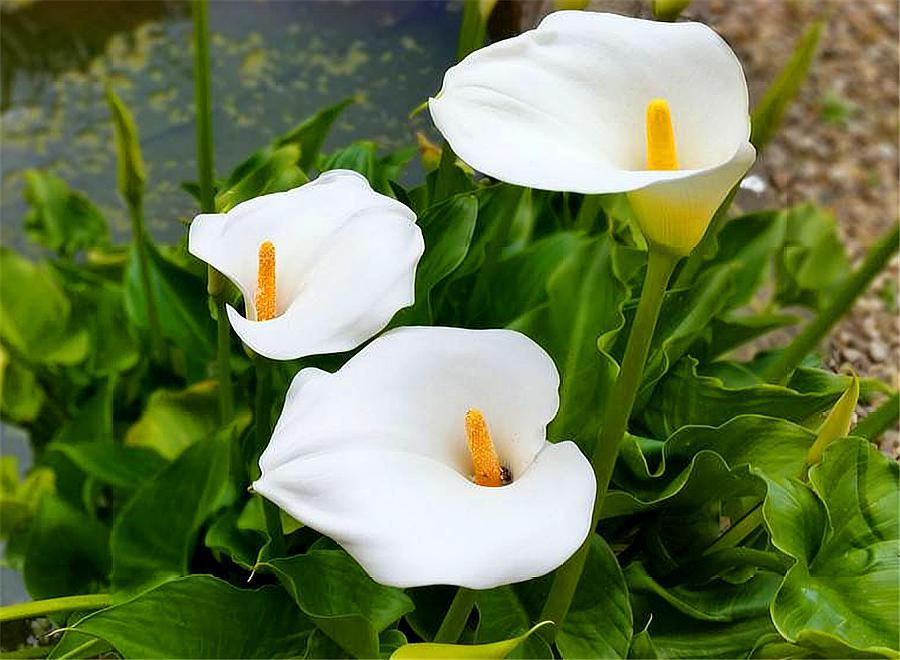 马蹄莲怎么养护什么时候开花,马蹄莲如何养护开花多