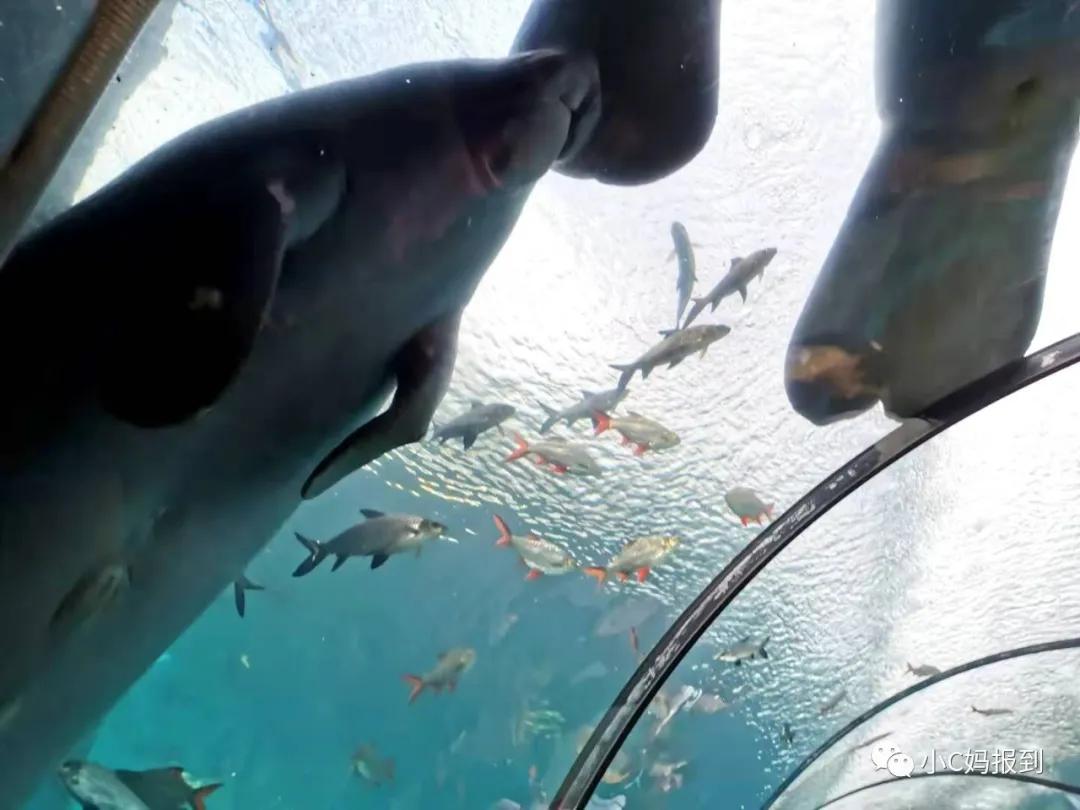 珠海长隆旅游攻略吃住一体,带孩子去珠海长隆攻略